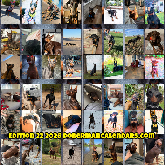 Edition 22 2026 Doberman Calendars
