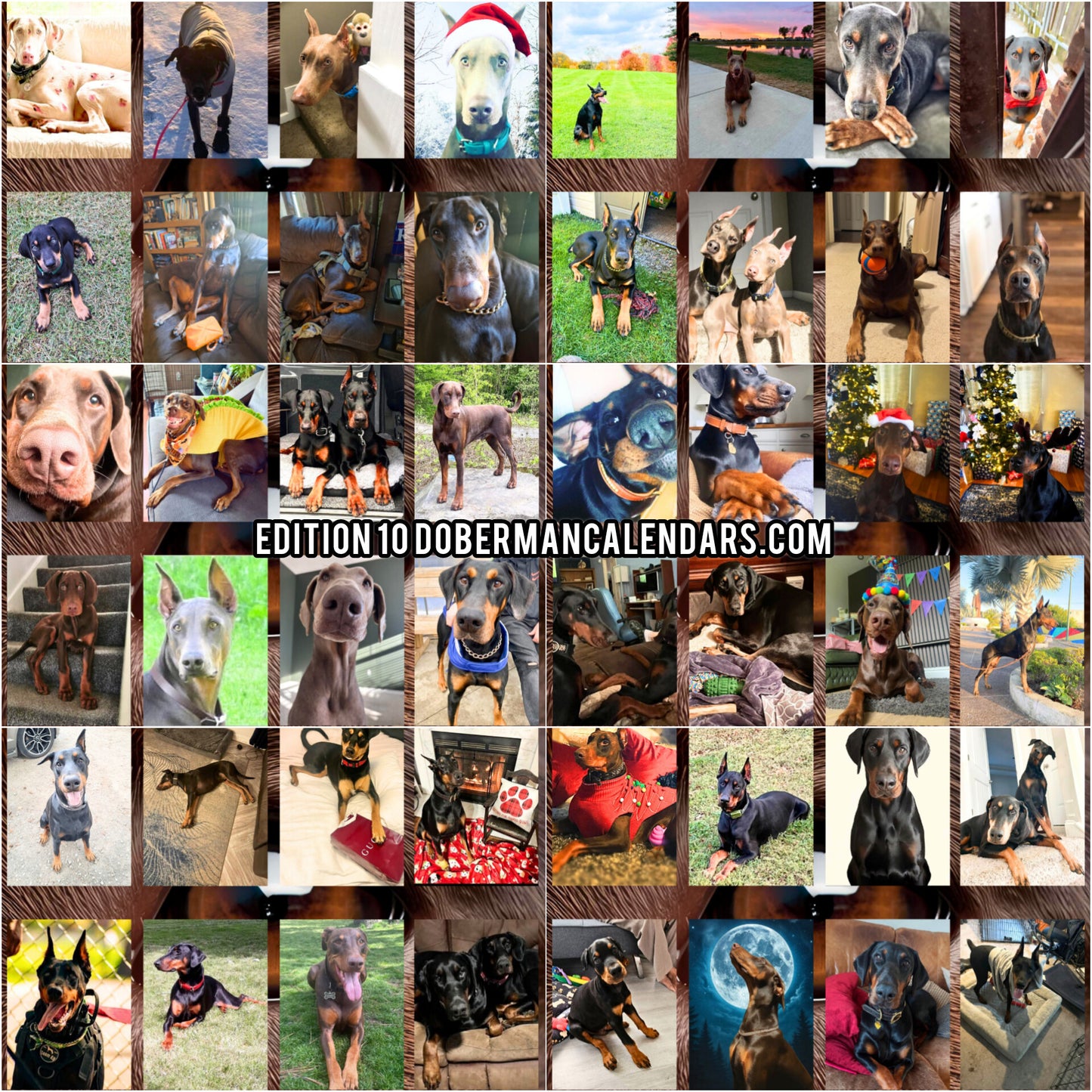 Edition 10 2026 Doberman Calendars