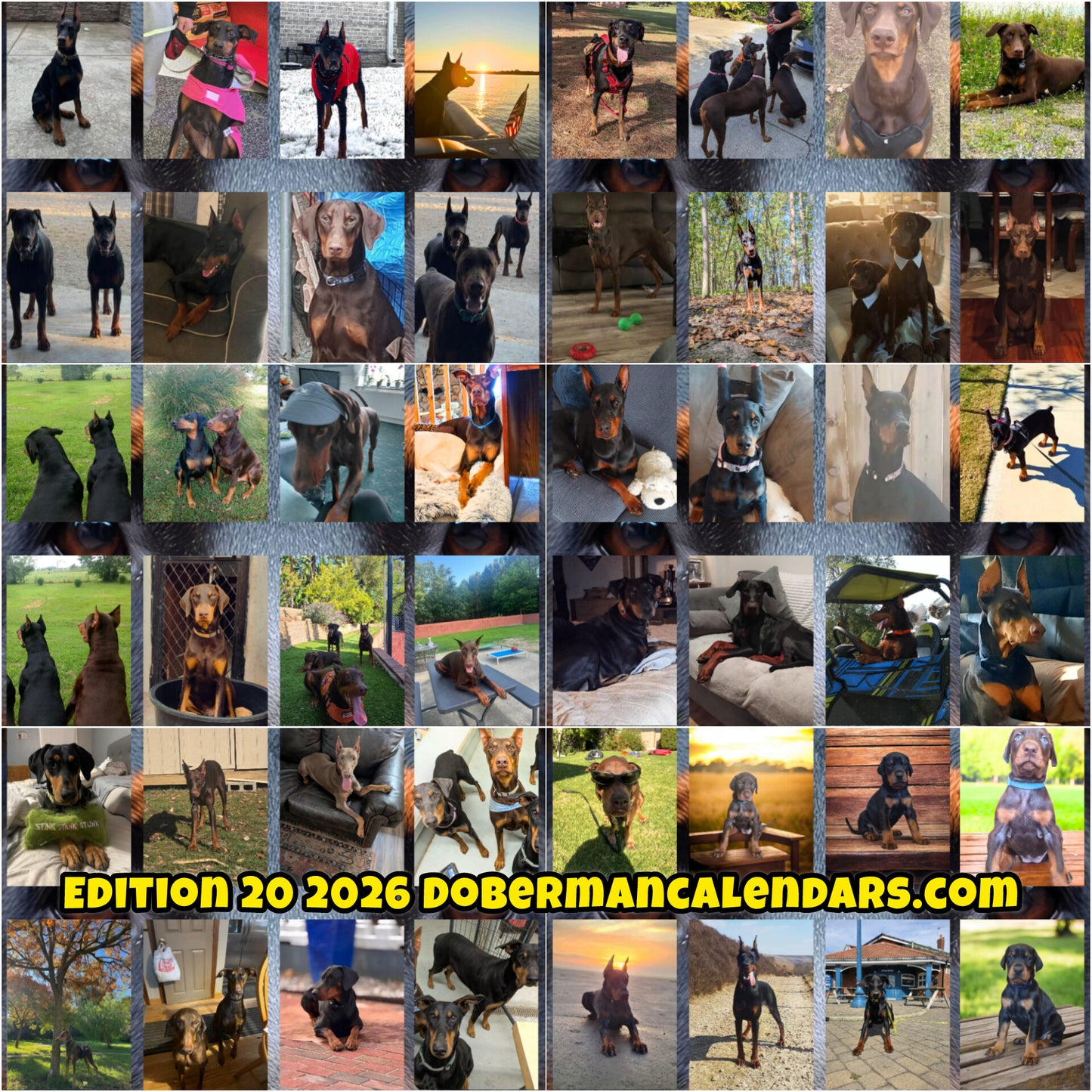 Edition 20 2026 Doberman Calendars
