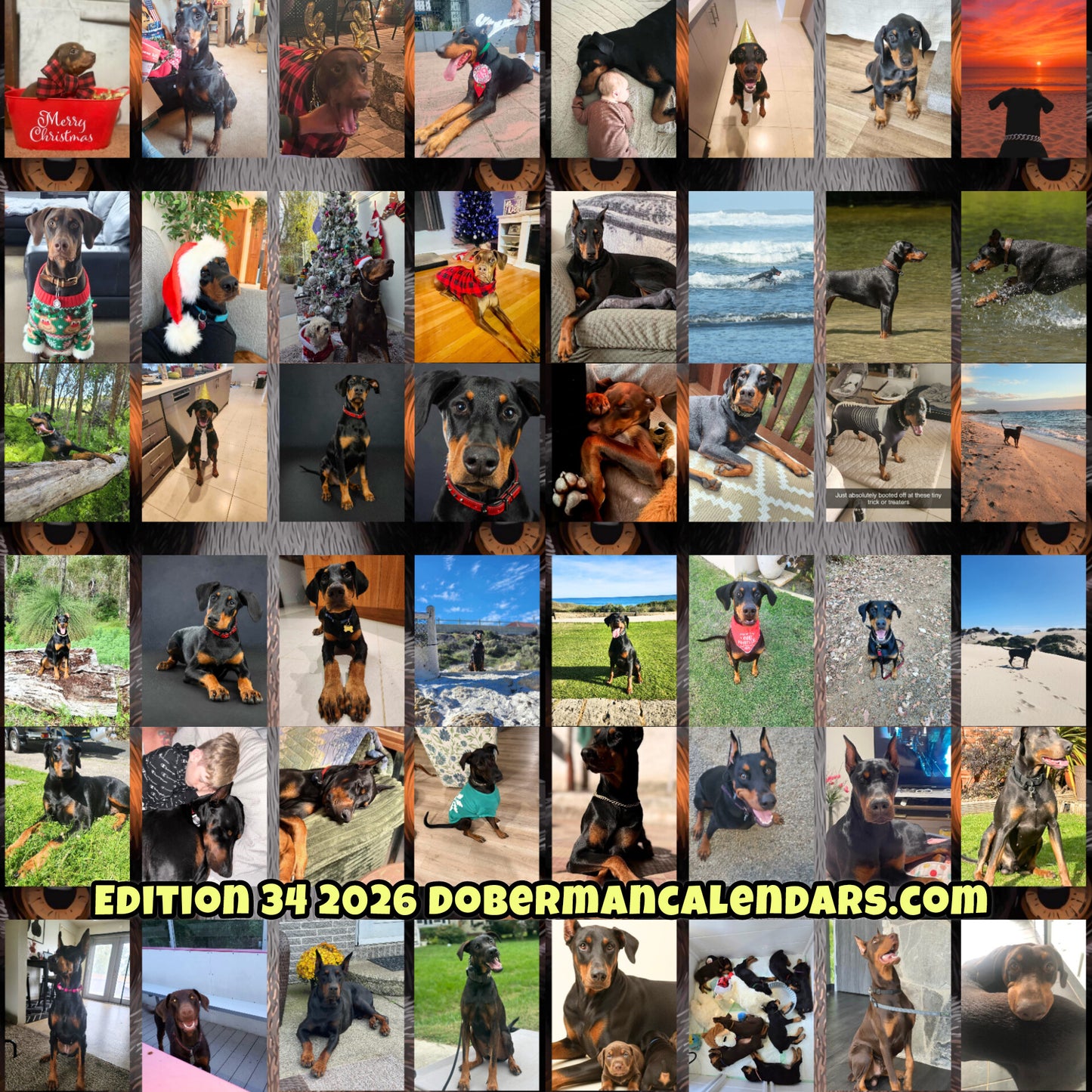 Edition 34 2026 Doberman Calendars