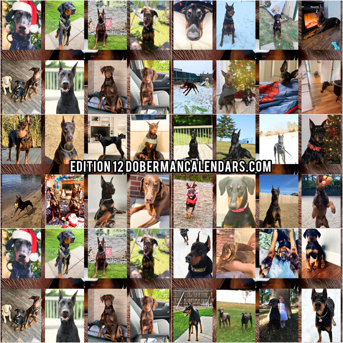 Edition 12 2026 Doberman Calendars