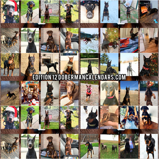 Edition 12 2026 Doberman Calendars