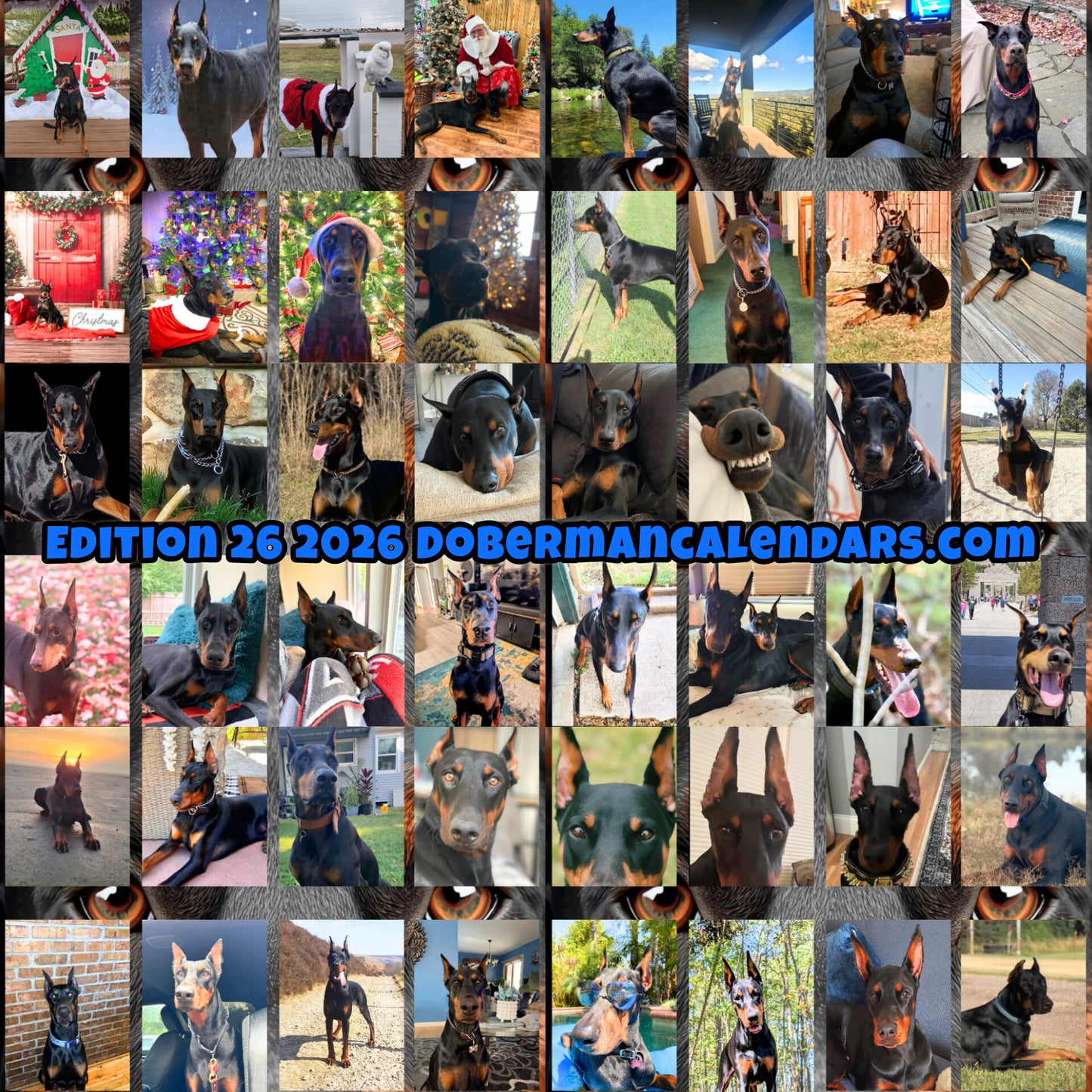 Edition 26 2026 Doberman Calendars