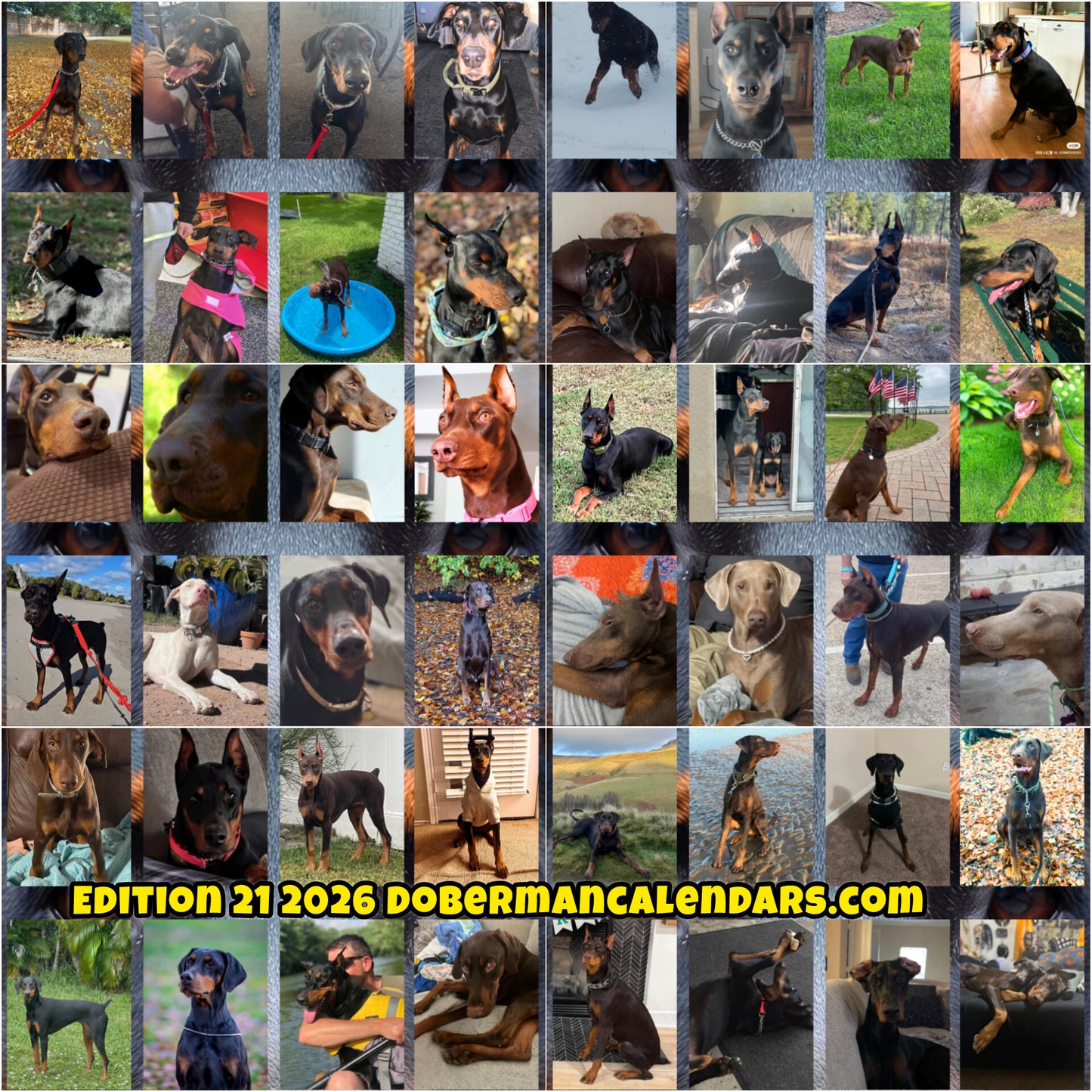 Edition 21 2026 Doberman Calendars