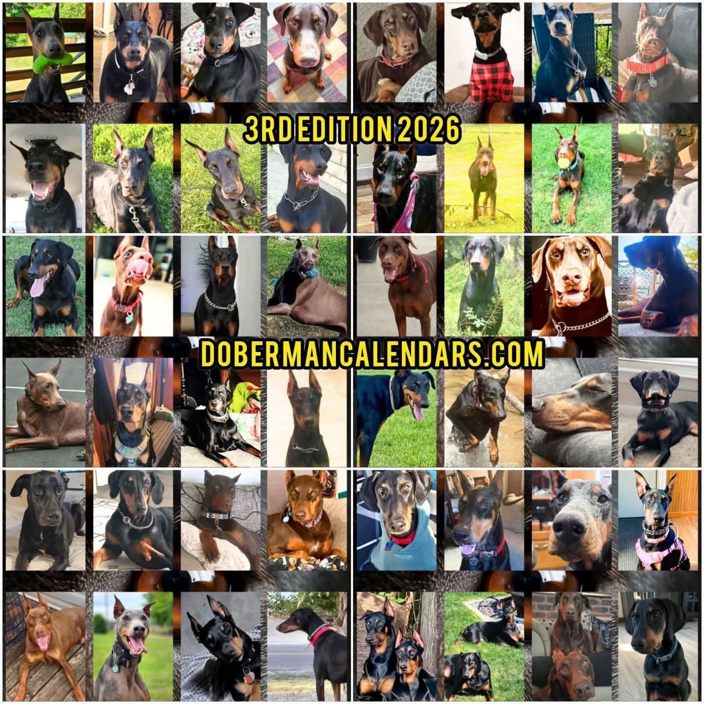 Edition 3 2026 Doberman Calendars