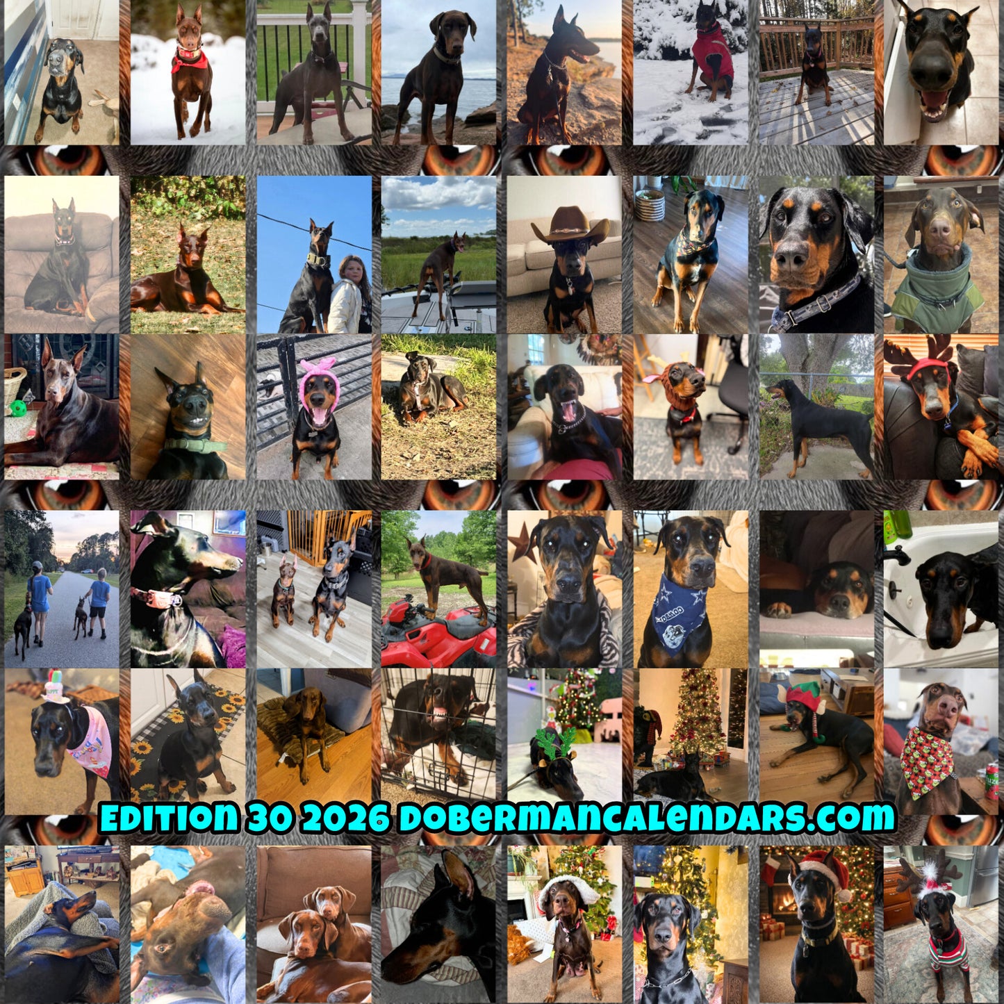 Edition 30 2026 Doberman Calendars