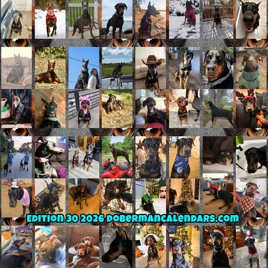 Edition 30 2026 Doberman Calendars