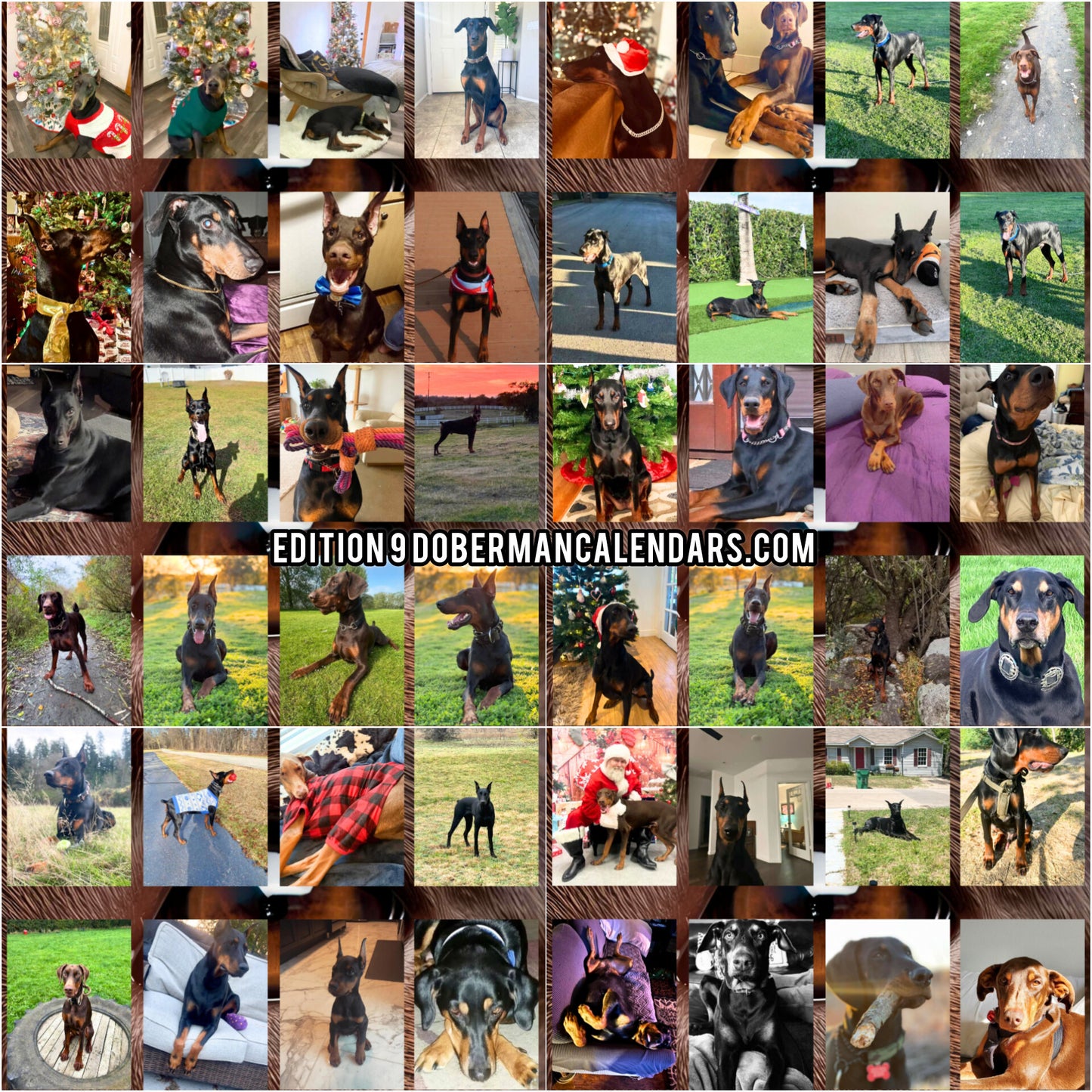 Edition 9 2026 Doberman Calendars