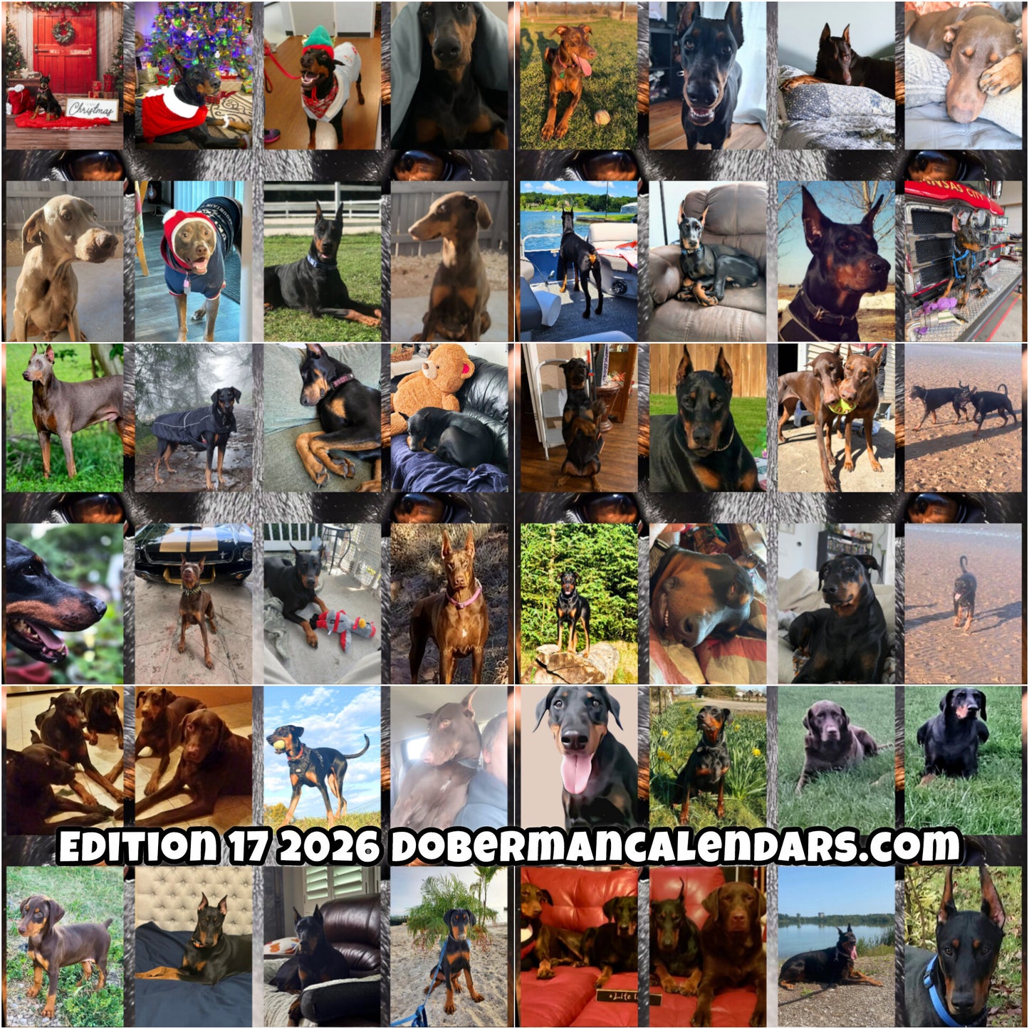 Edition 17 2026 Doberman Calendars