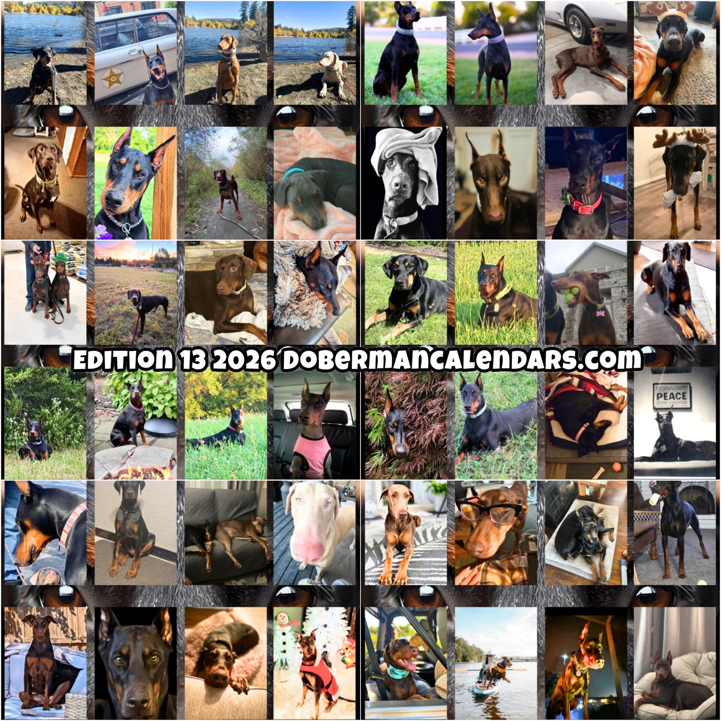 Edition 13 2026 Doberman Calendars