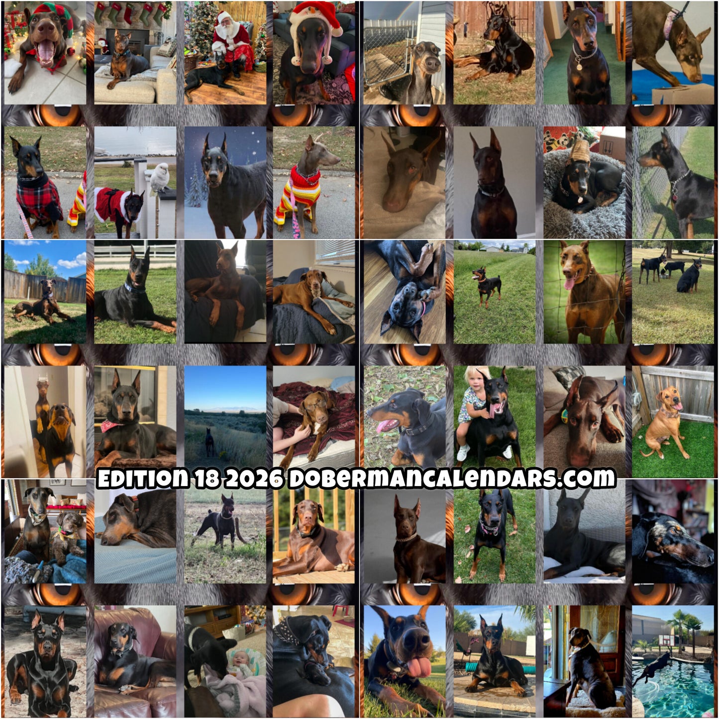 Edition 18 2026 Doberman Calendars