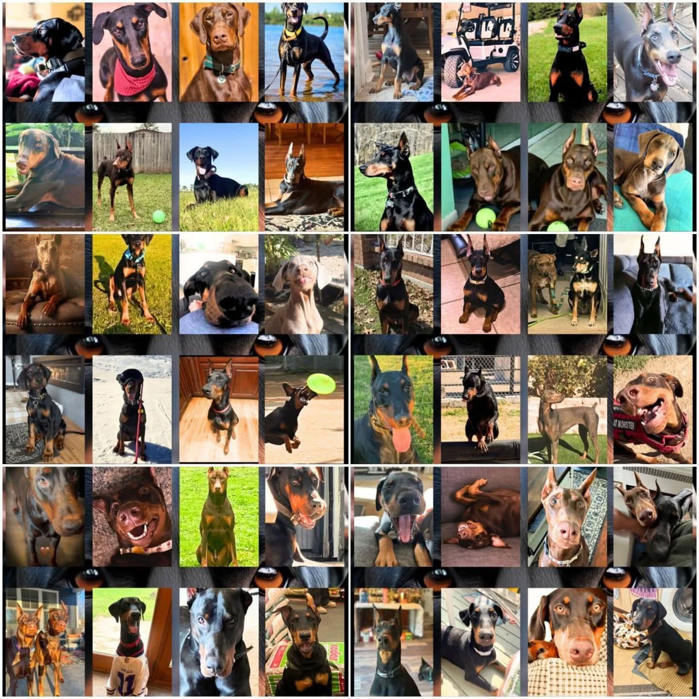 Edition 1 2026 Doberman Calendars