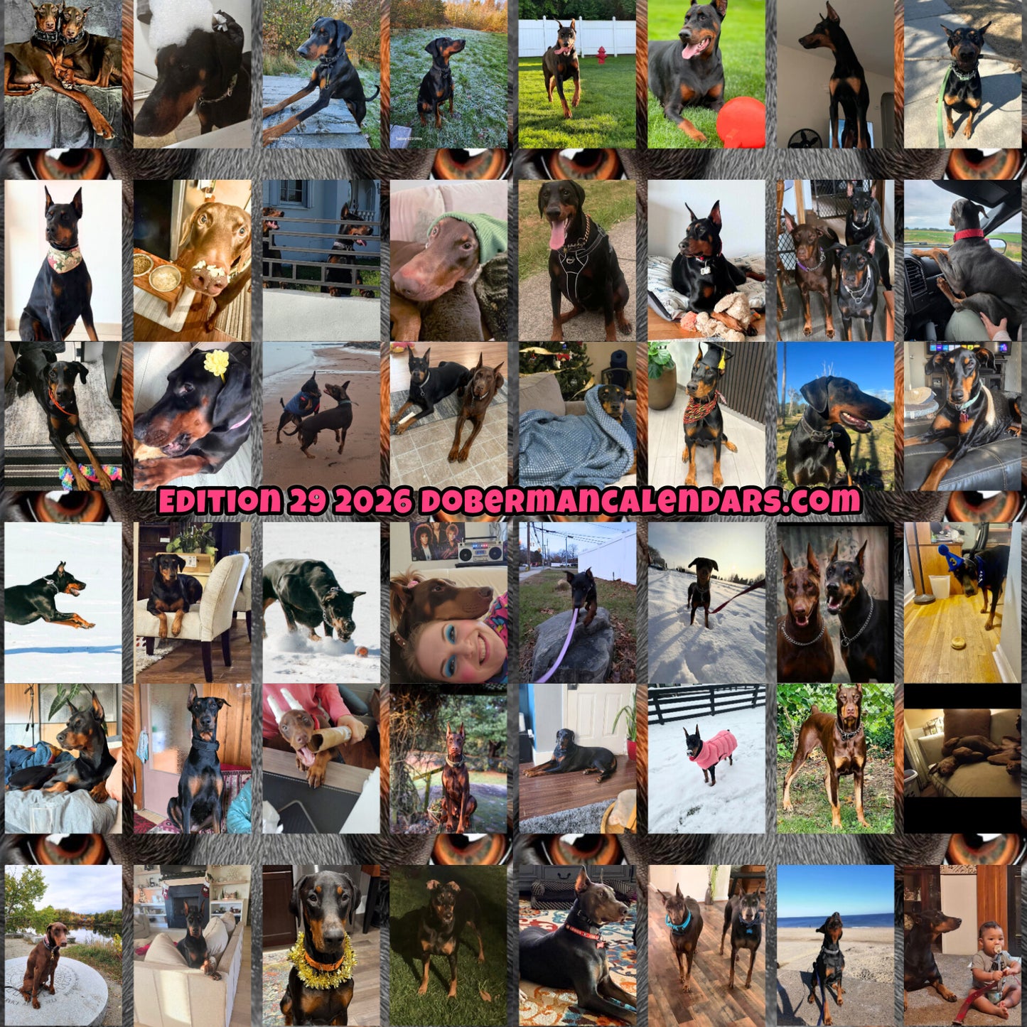 Edition 29 2026 Doberman Calendars