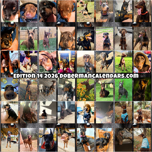 Edition 14 2026 Doberman Calendars