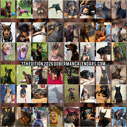 Doberman Edition 7  Wall Calendar 2026
