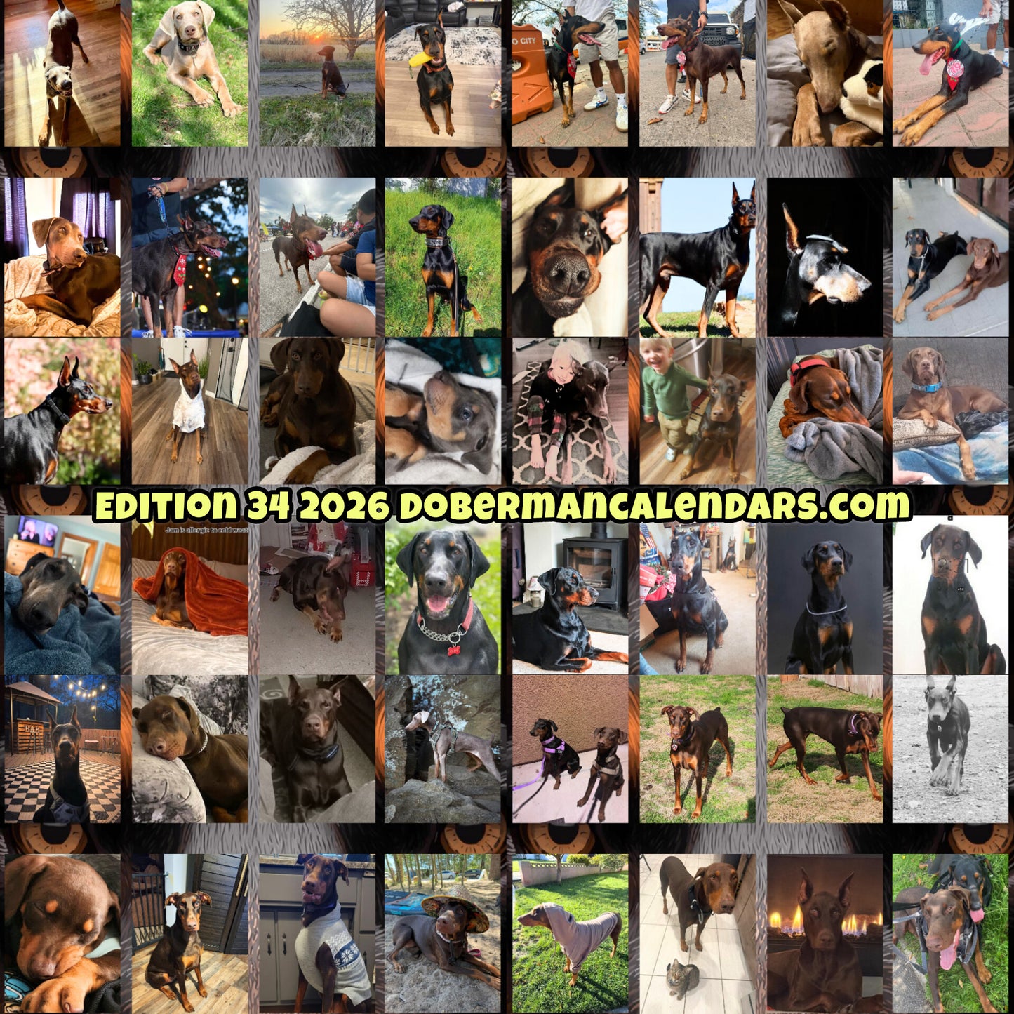 Edition 34 2026 Doberman Calendars