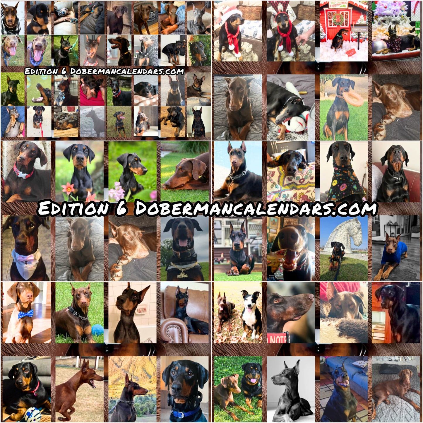 Edition 6 2026 Doberman Calendars