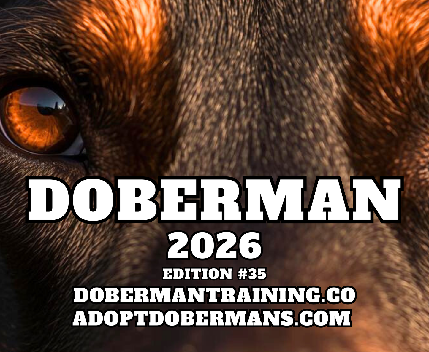 Edition 35 2026 Doberman Calendars