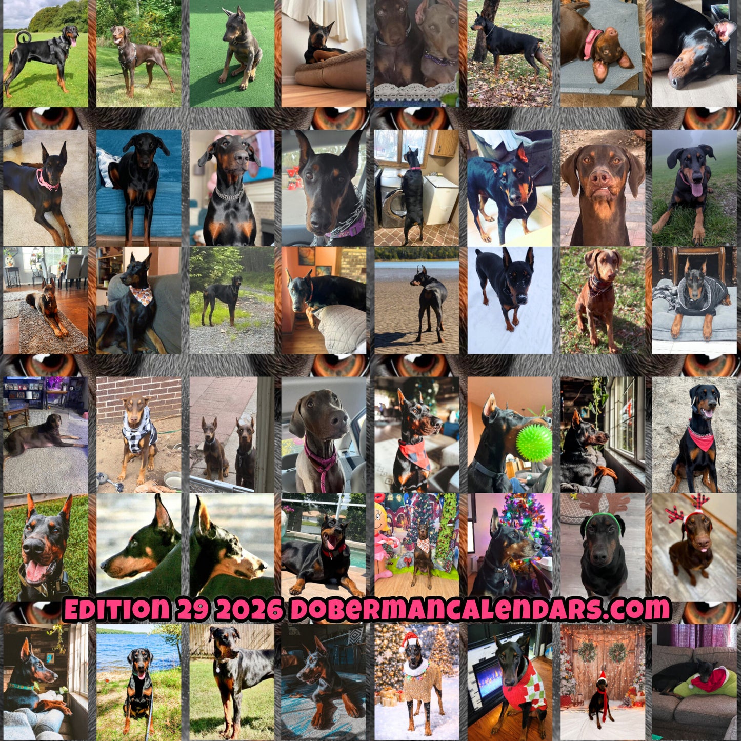 Edition 29 2026 Doberman Calendars