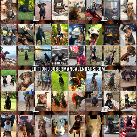 Edition 9 2026 Doberman Calendars