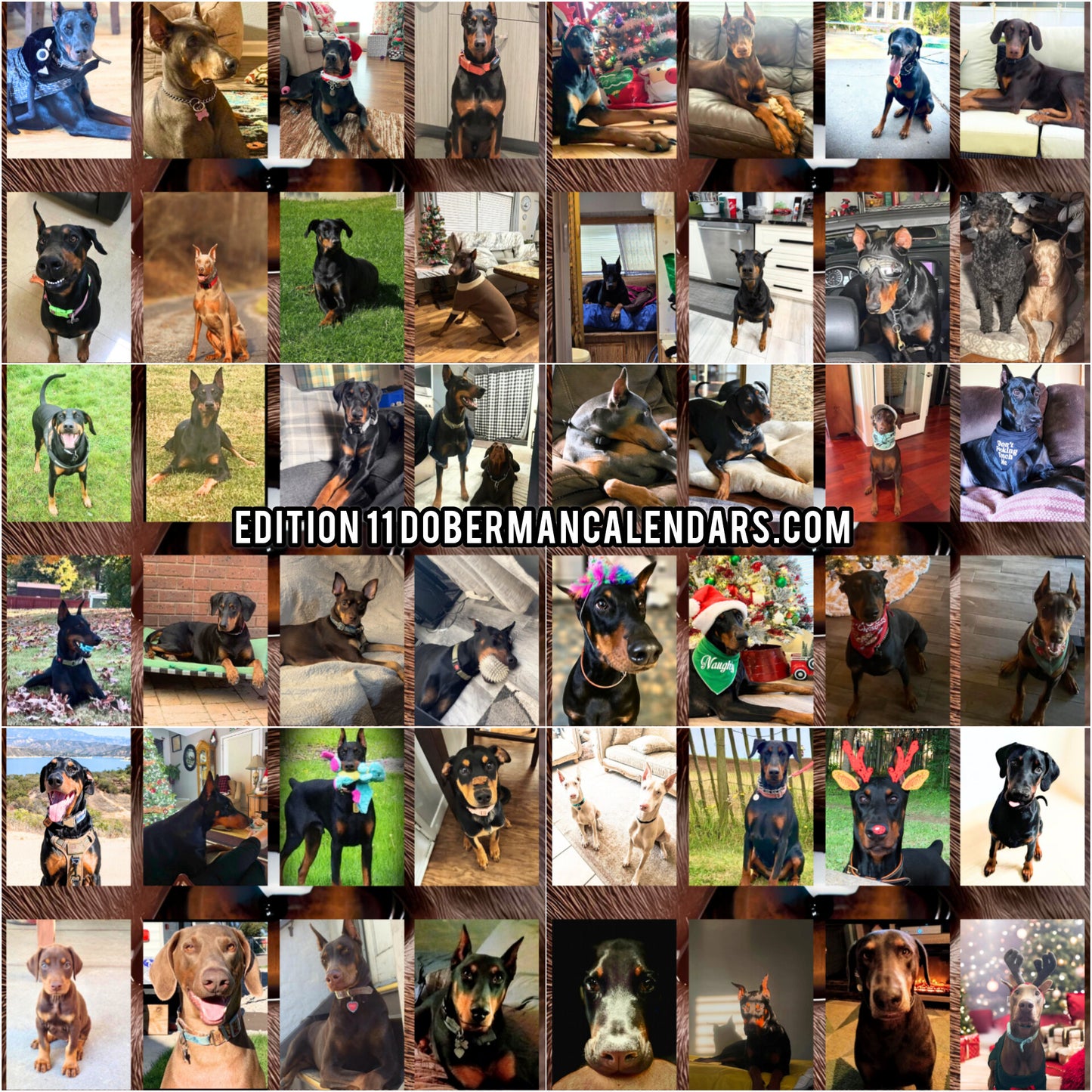 Edition 11 2026 Doberman Calendars