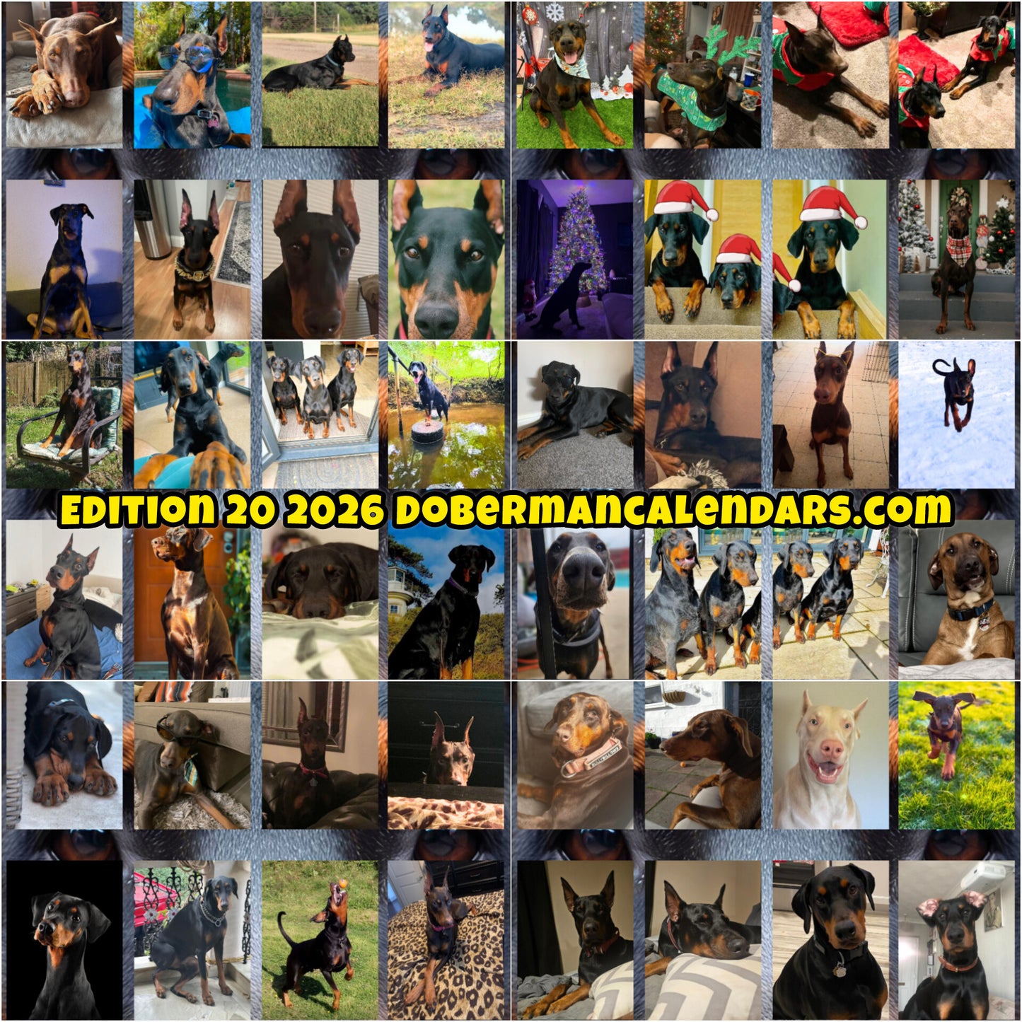 Edition 20 2026 Doberman Calendars
