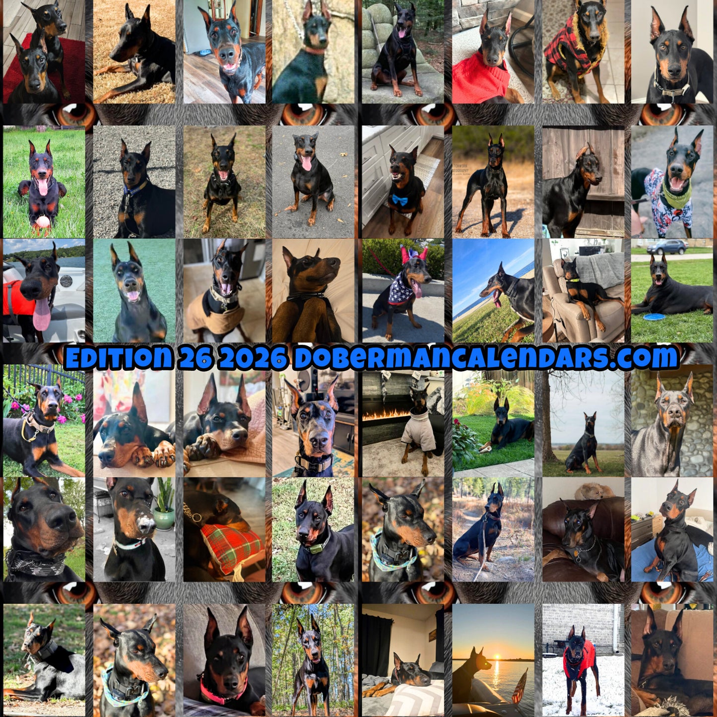 Edition 26 2026 Doberman Calendars