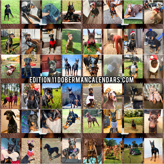 Edition 11 2026 Doberman Calendars
