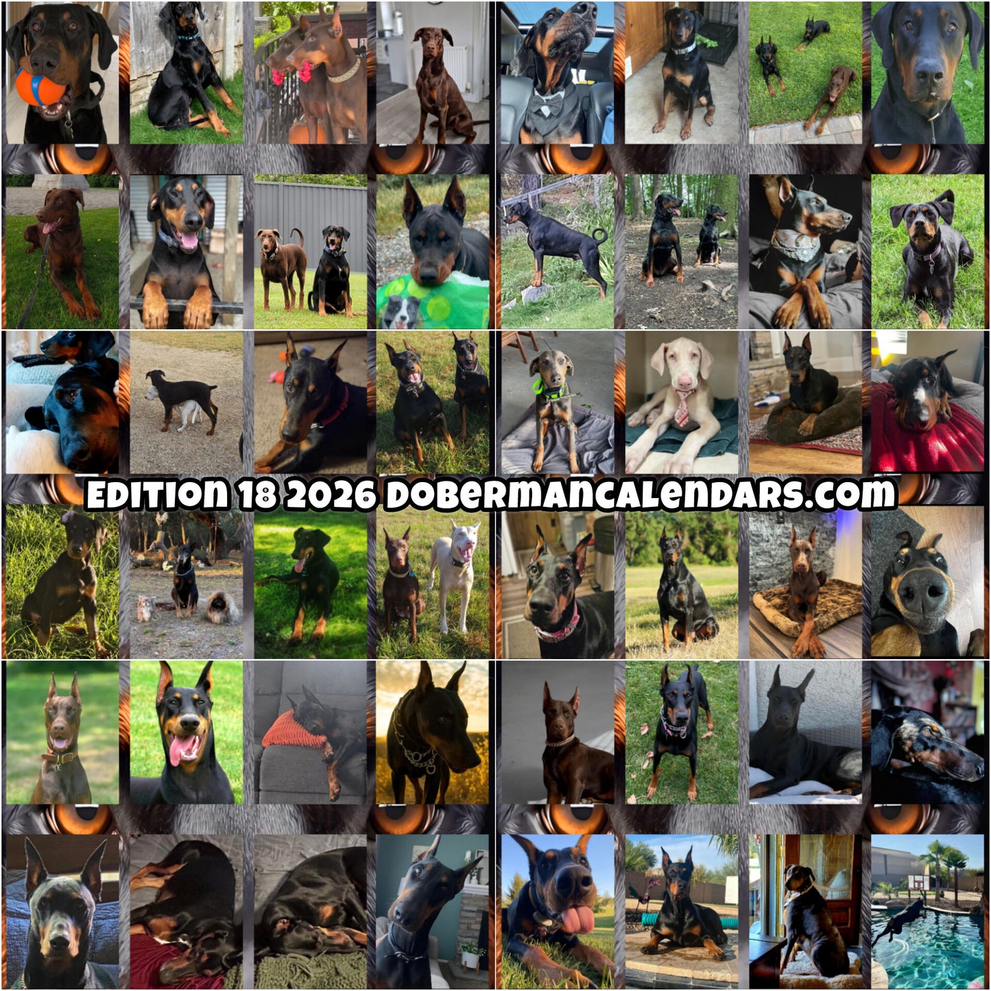 Edition 18 2026 Doberman Calendars