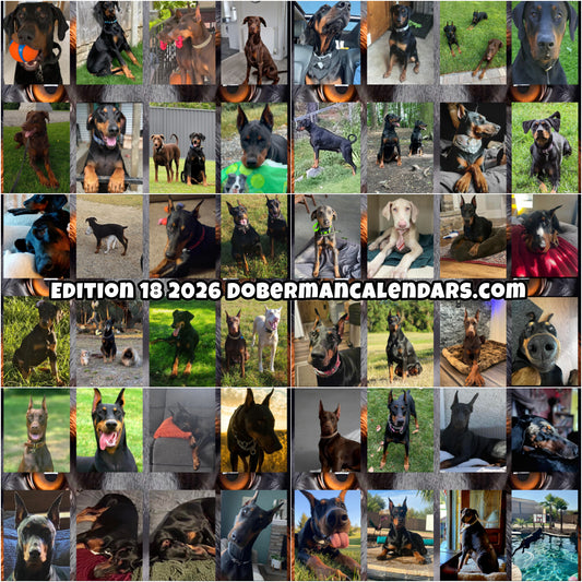 Edition 18 2026 Doberman Calendars