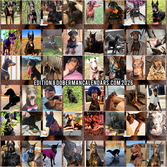 Edition 8 2026 Doberman Calendars