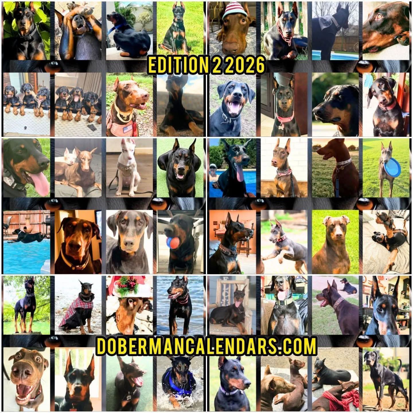 Edition 2 2026 Doberman Calendars