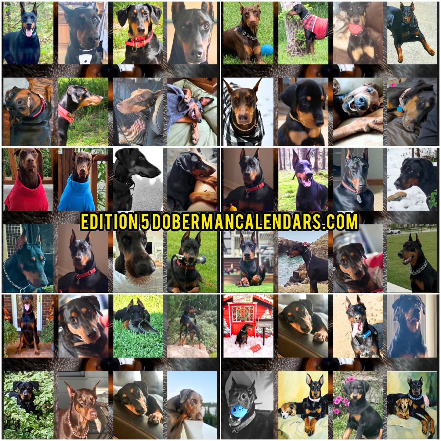 Edition 5 2026 Doberman Calendars