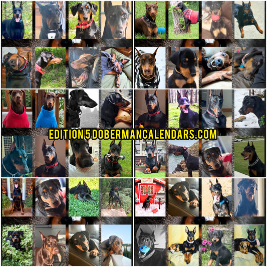 Edition 5 2026 Doberman Calendars