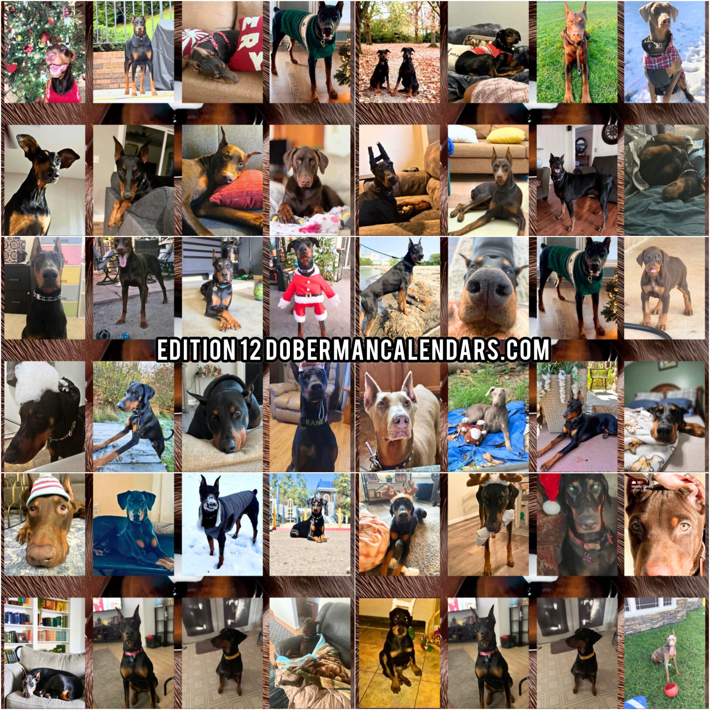 Edition 12 2026 Doberman Calendars