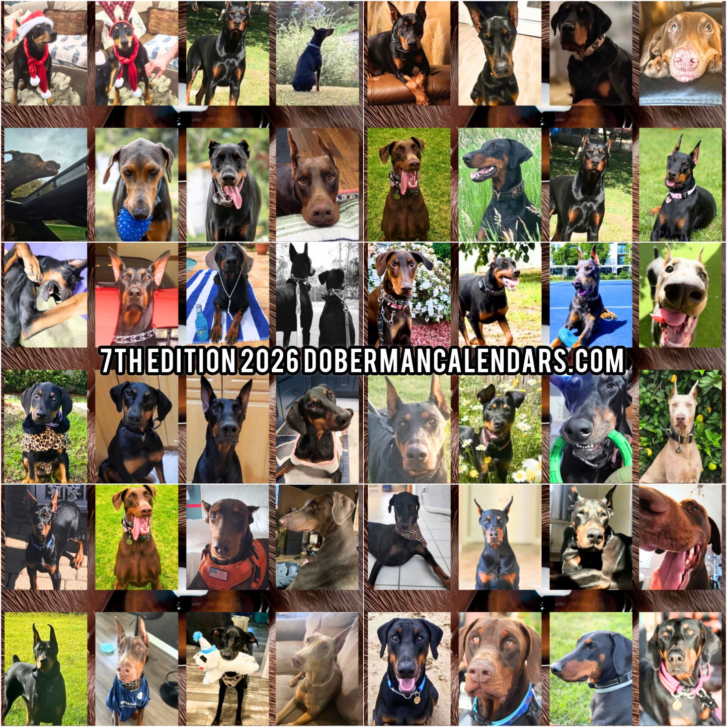 Doberman Edition 7  Wall Calendar 2026