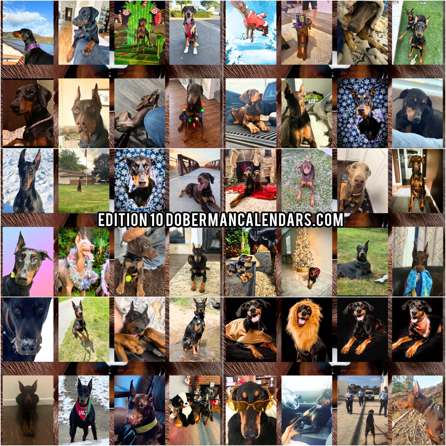 Edition 10 2026 Doberman Calendars