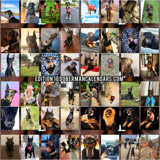 Edition 10 2026 Doberman Calendars
