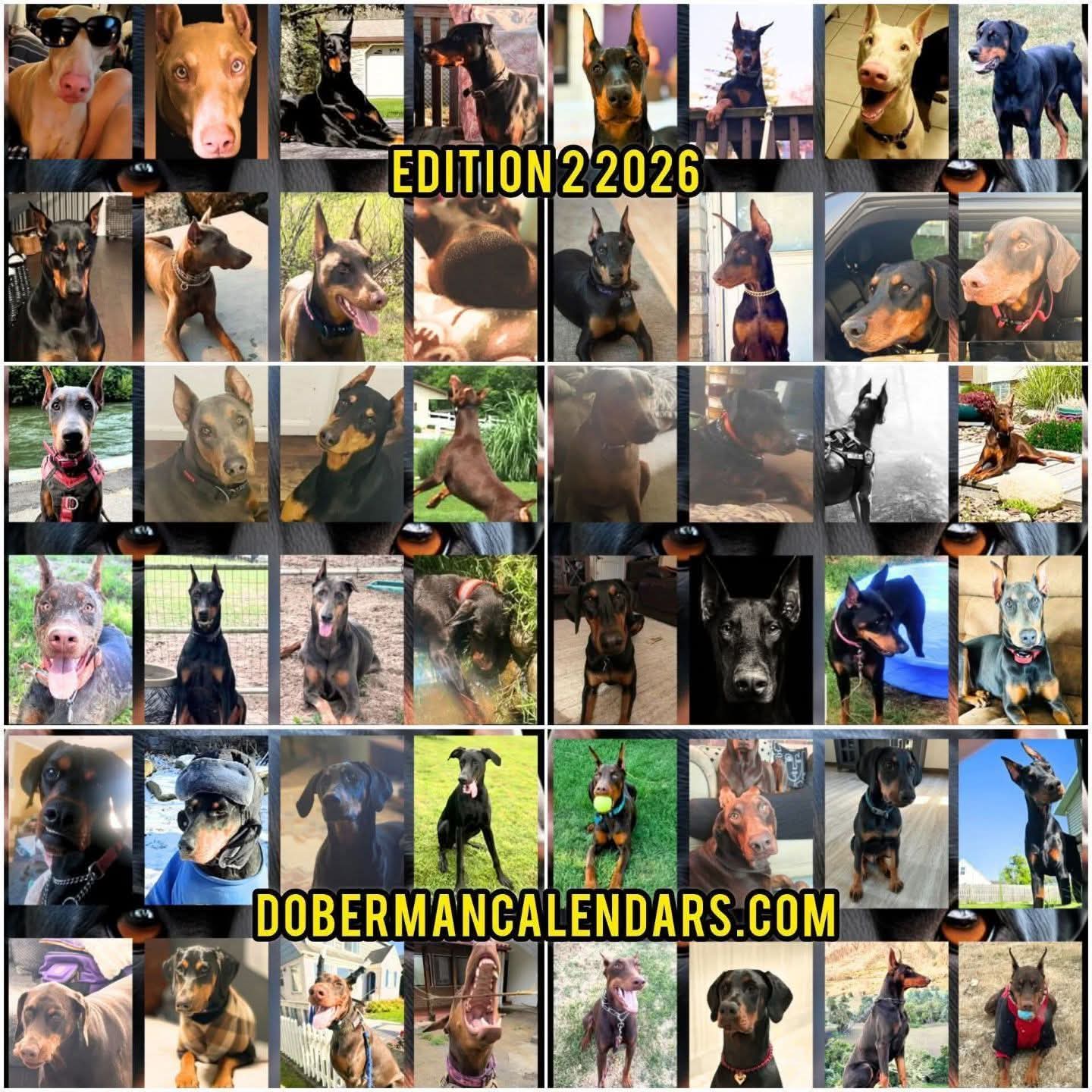 Edition 2 2026 Doberman Calendars