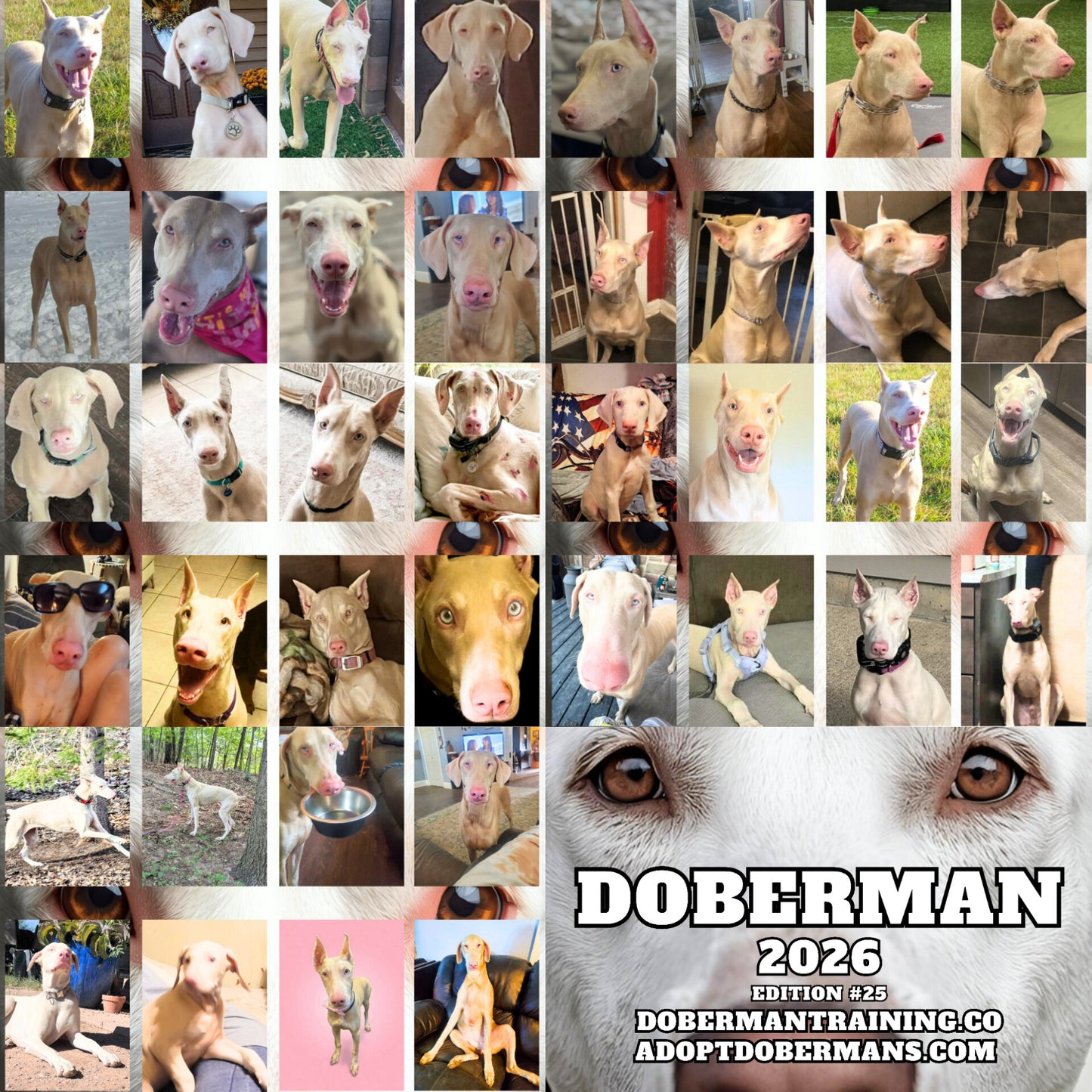 Edition 25 2026 Doberman Calendars