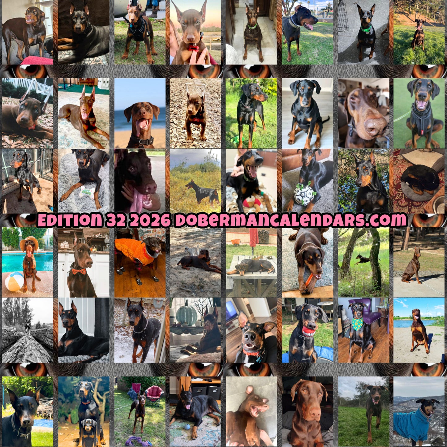Edition 32 2026 Doberman Calendars