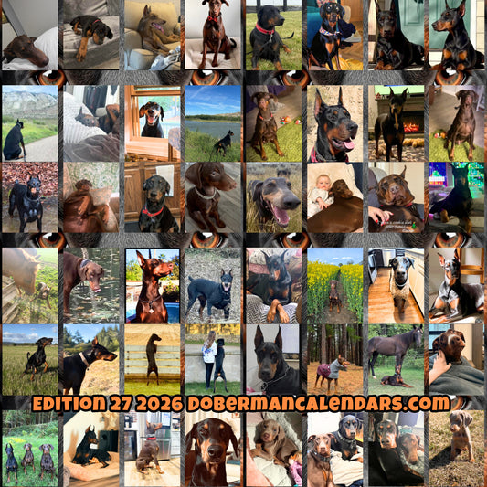 Edition 27 2026 Doberman Calendars