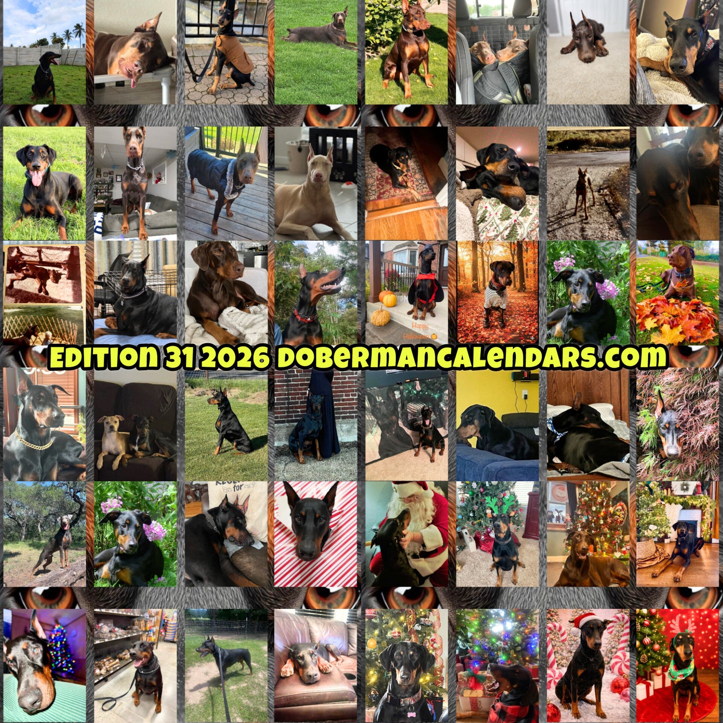 Edition 31 2026 Doberman Calendars