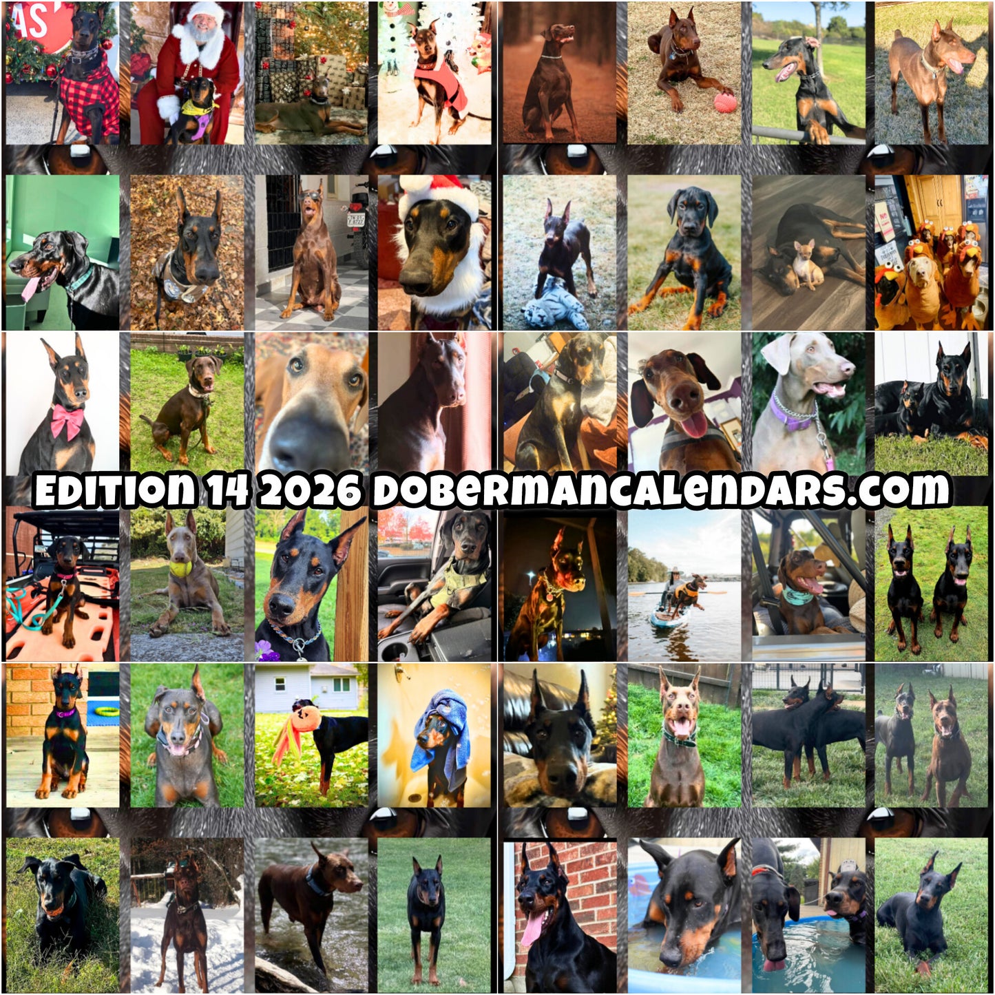 Edition 14 2026 Doberman Calendars