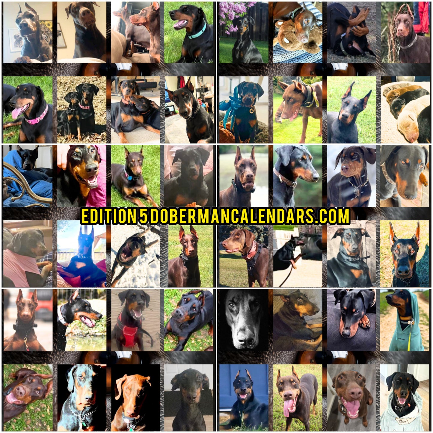 Edition 5 2026 Doberman Calendars