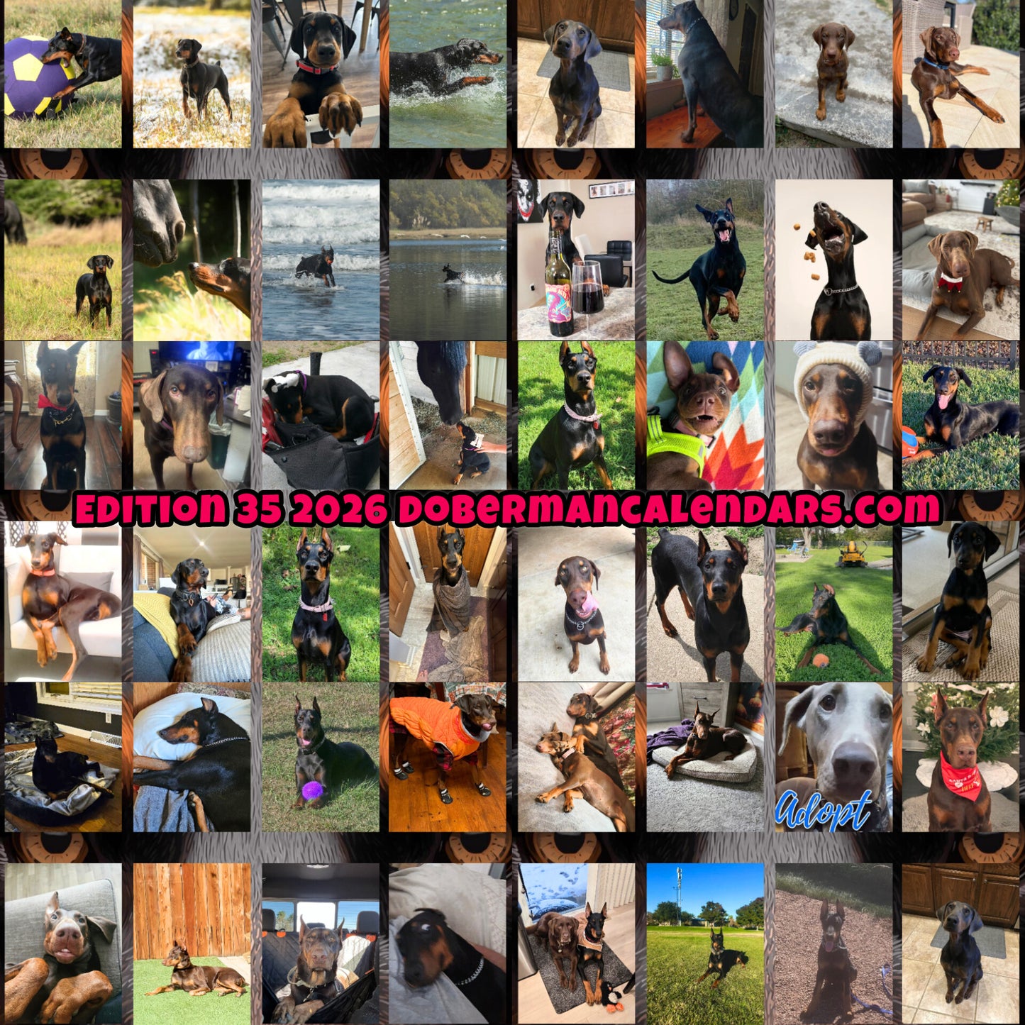 Edition 35 2026 Doberman Calendars