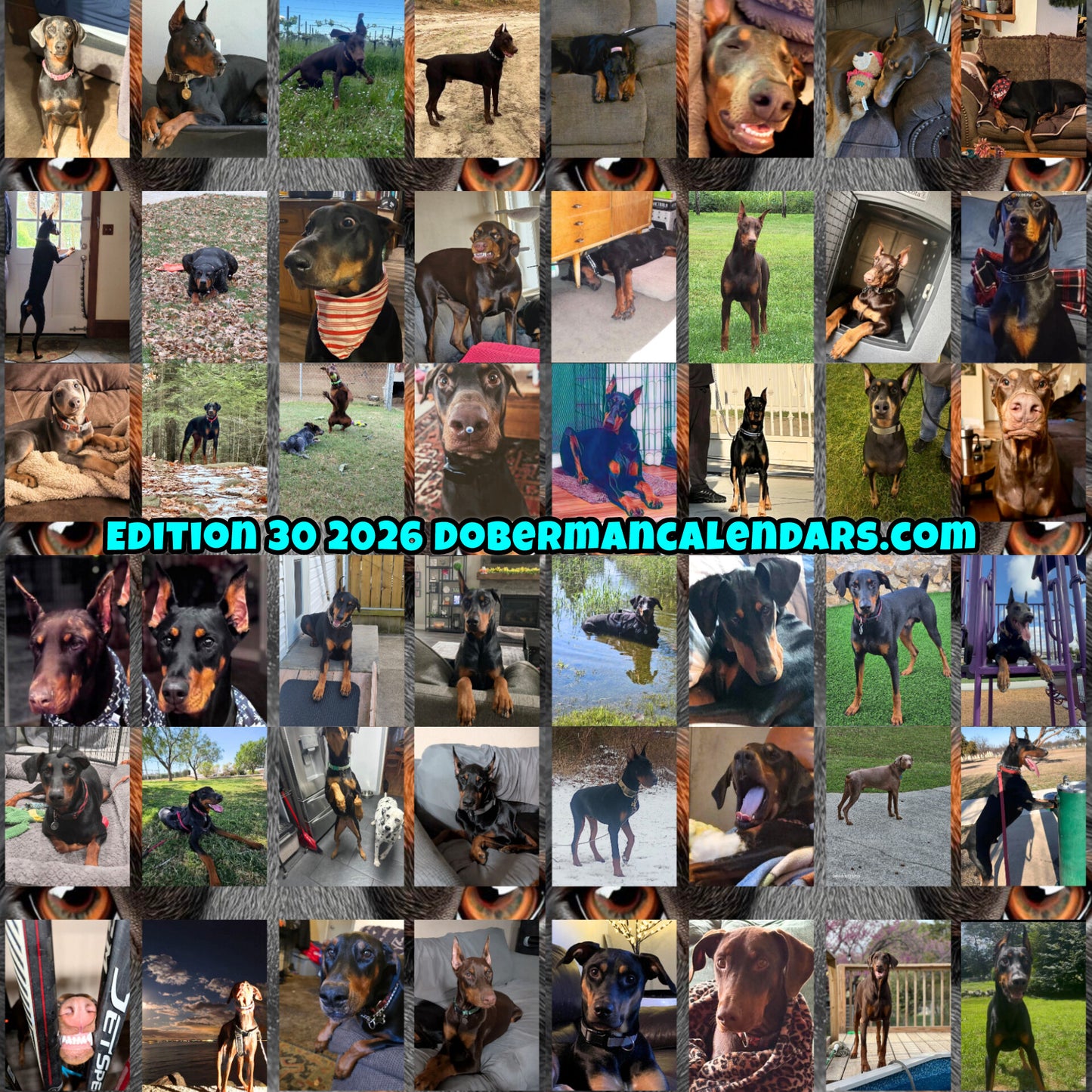 Edition 30 2026 Doberman Calendars
