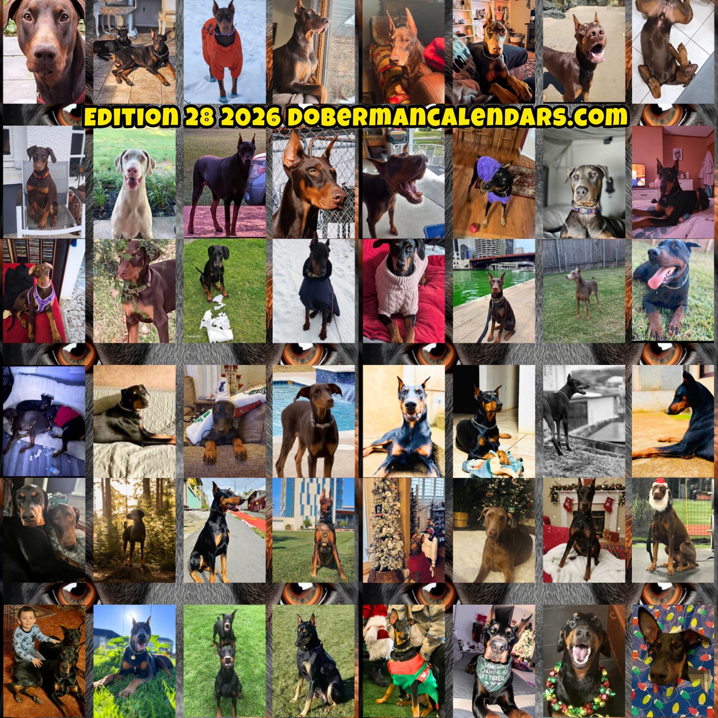Edition 28 2026 Doberman Calendars