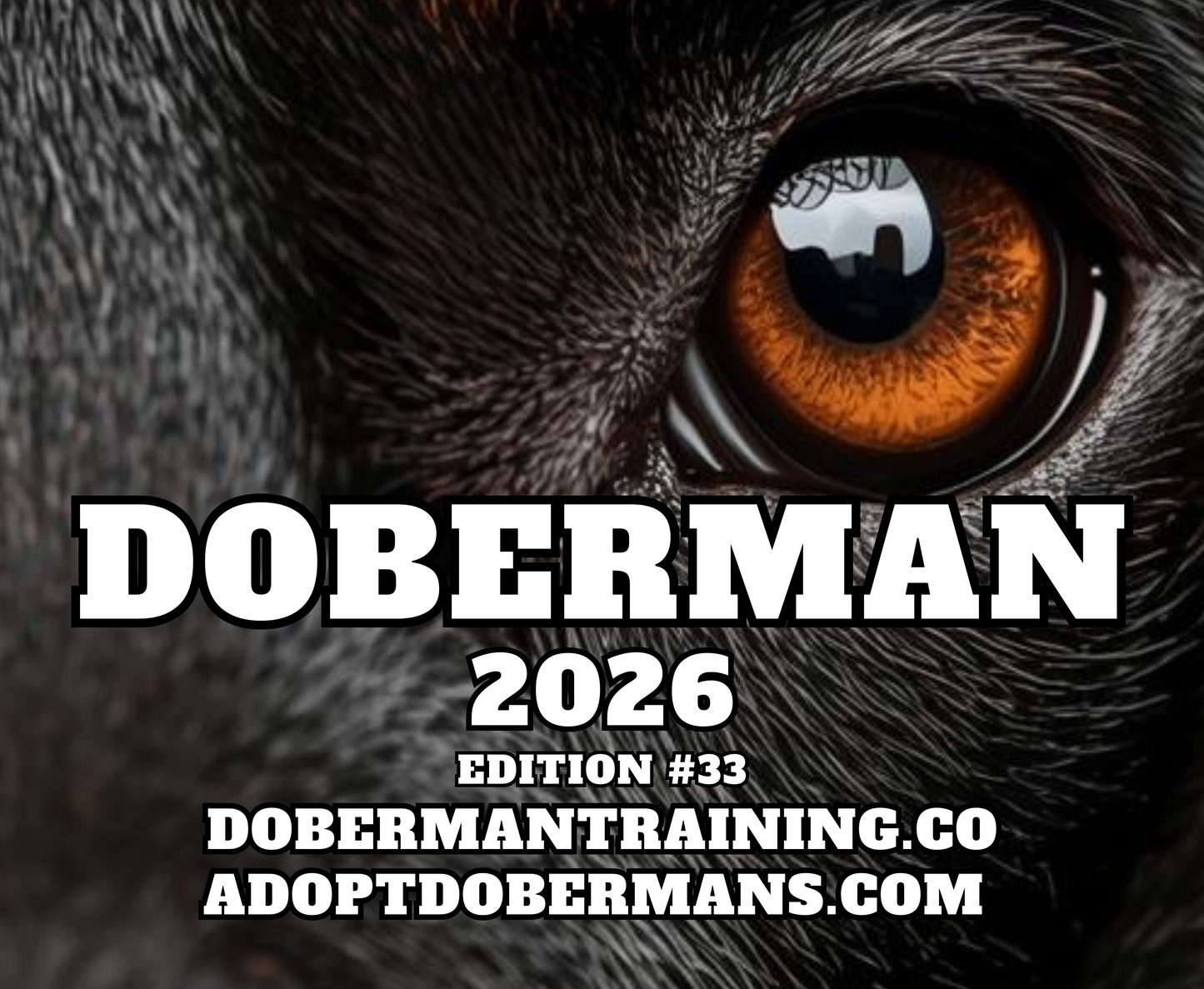 Edition 33 2026 Doberman Calendars