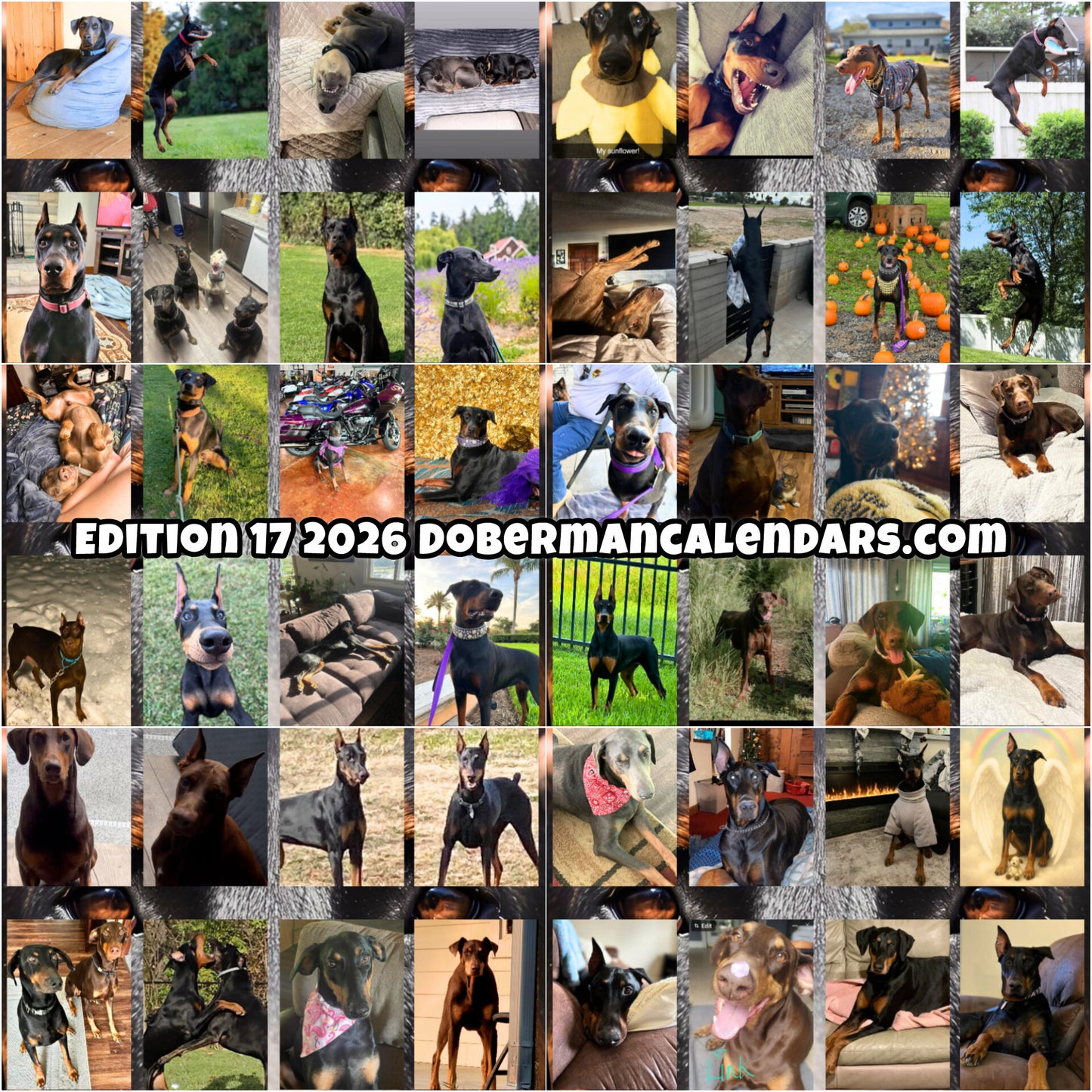 Edition 17 2026 Doberman Calendars